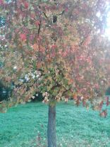 Herbstbaum2